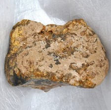Dinosaur Fossil Bone Tibia 