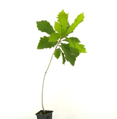 Quercus bicolor 20-40cm | Swamp White Oak | Bicolor Oak - Swamp White Oak | Bico