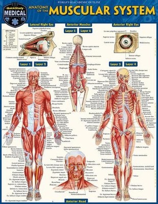 Anatomy of the Muscular System: A Quickstudy Laminated Reference Guide by Vincen