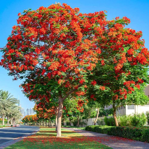 ROYAL POINCIANA RED FLAME TREE SEEDS Delonix Regia Tropical Flamboyant Flower - Picture 9 of 13