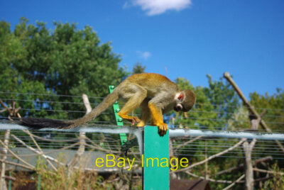 Foto 6x4 Gemeiner Eichhörnchen Affe (Saimiri sciureus) in Birmingham Nature c2011
