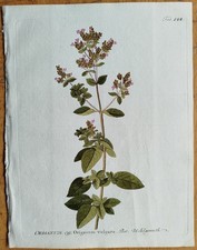 Oregano Origanum + Vietz Kupferstich Botanik + 1800