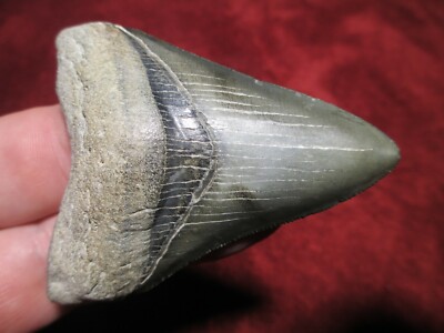 2-7/8 Inch MEGALODON SHARK Tooth Fossil Teeth - SCUBA - VENICE FLORIDA