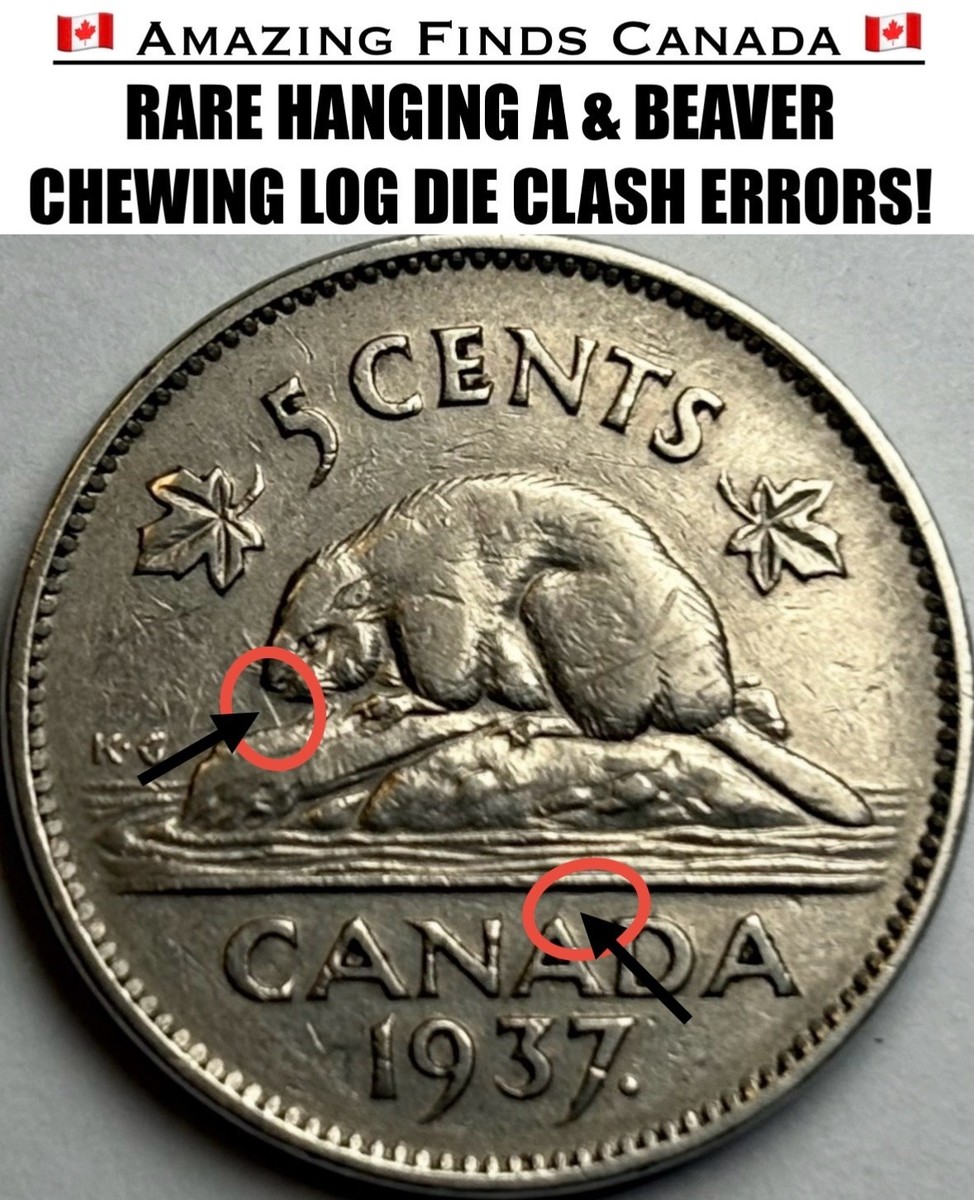 ERROR! 1937 Canada 5 Cent Nickel Coin! HANGING A, BEAVER CHEWING