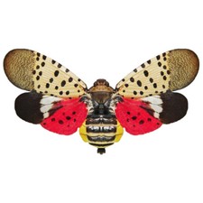 Lycorma delicatula red pink spotted lanternfl...