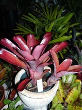 Neoregelia SUN DEVIL Bromeliad one tropical plant MEDIUM 