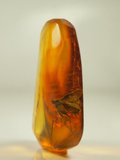 Huge INSECT In GENUINE BALTIC AMBER Stone 3.3 g. F202