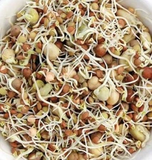 Protein Bean Seed Blend - For Sprouting - Organic - Non Gmo - Heirloom Seeds