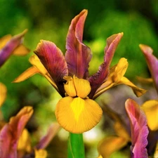 Easy to Grow Dutch Iris Bronze Beauty 20 Plant Bulbs, Spring Summer Zones 6-9