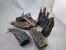 LOT OF 4 REAL GATOR ALLIGATOR FEET TAXIDERMY claw toes 4-5" Genuine Authentic