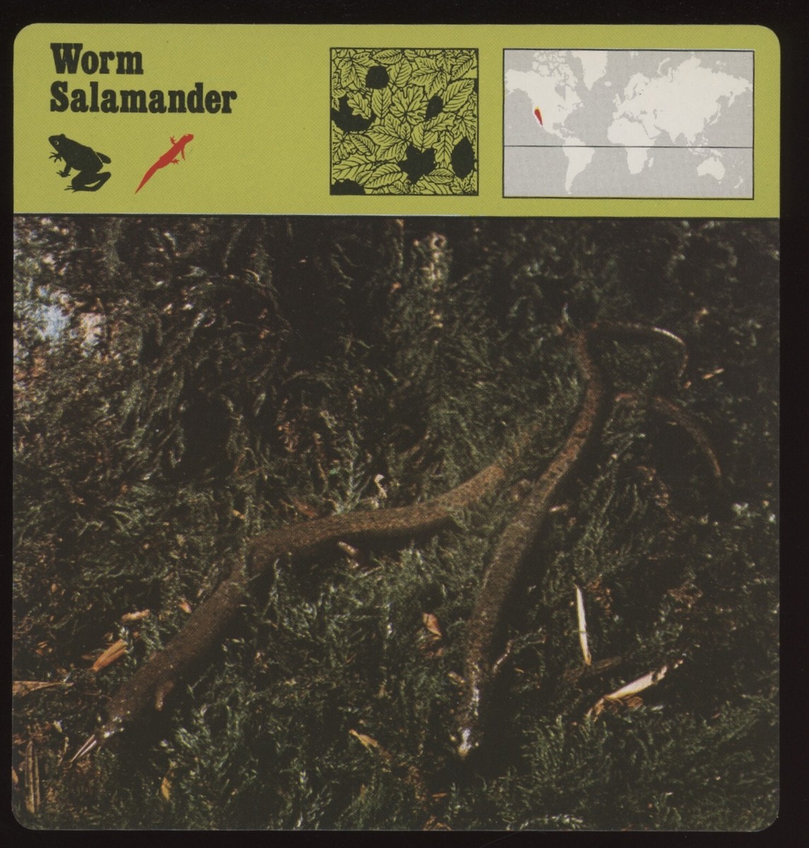 Worm Salamander Safari Cards Rencontre Amphibians