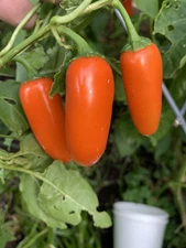 25+ Orange Spice Jalapeno Pepper Seeds 🇺🇸 USA Grown  100% Organic Spicy  Fruit