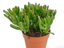 Crassula Hobbit succulent house plant in a 8.5cm pot. Money Tree