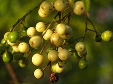 20 Chinaberry Tree Seeds for Planting - (Melia Azedarach) Chinaberrytree, Pride 