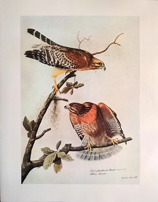 【リトグラフ】オーデュボン「アメリカの鳥類」NO.13 PL.61 単葉 初版 リトグラフ】オーデュボン「アメリカの鳥類」NO.13 PL.61 単葉 初版