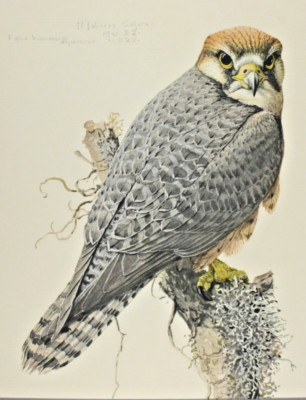 1930 Special Publication Louis Fuertes Abyssinian Lanner Falcon Print Birds Prey