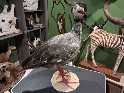 Kamichi Taxidermie mit Halskette oder Chauna (Chauna torquata)