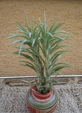 Tillandsia Araujei Open Form Air Plants