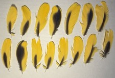 15 Blue and Gold Macaw Feathers (approx 3