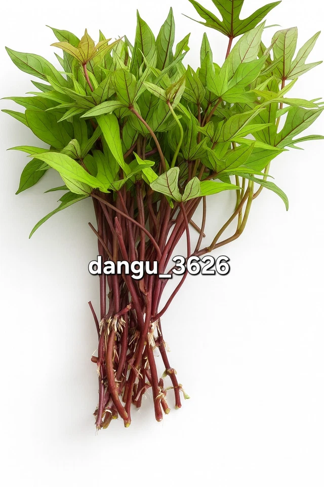 10 Orange Sweet Potato Slips Copper Jewel Variety–90 Days | Organic Luxury Slips - Image 2 of 4