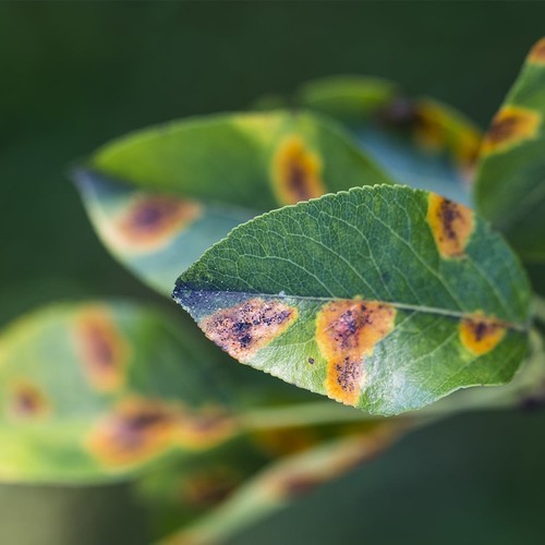 SYLLIT 65WP 45g FUNGIDAL CURLI SCABBE Blight LEAF FLECK - Bild 4 von 12