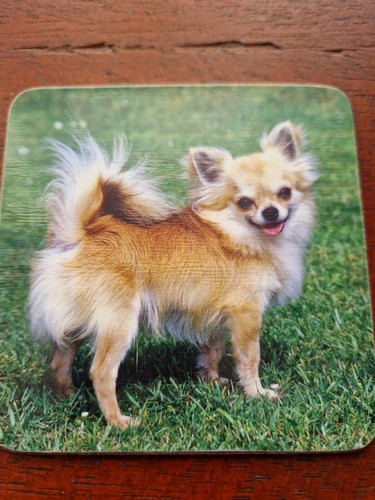 Long coated Chihuahua coaster Long Haired Chihuahuas drinks coaster dog coasters - 第 2/3 張圖片