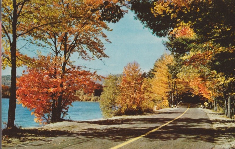 Autumn Colors Along Winding Road Vintage Postcard