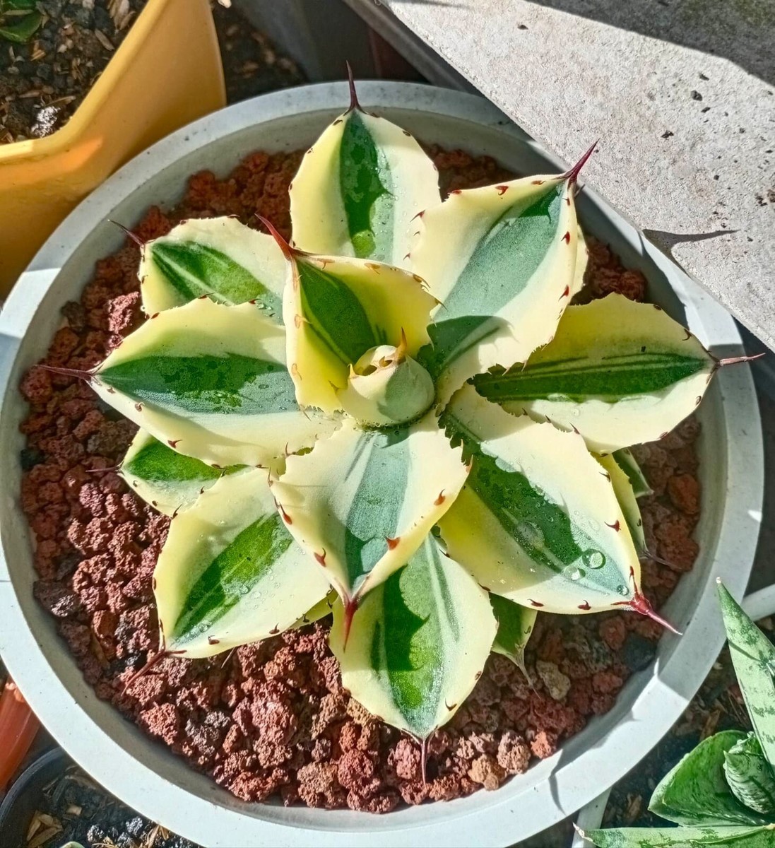ceramic pot succulent Modern Round Black Ceramic Succulent Planter with Saucer main image 1