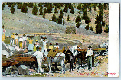 Tenerife Canary Islands Spain Postcard Watering Place c1910 Antique Posted