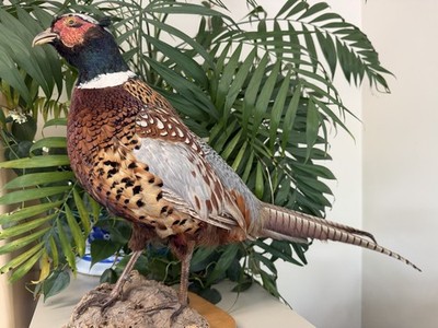 Taxidermy Full Body Standing Male Ring-Necked Pheasant Mount 
