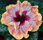 WOW FACTOR Tropical Hibiscus -- Plant in 4.5" pot — photo 1