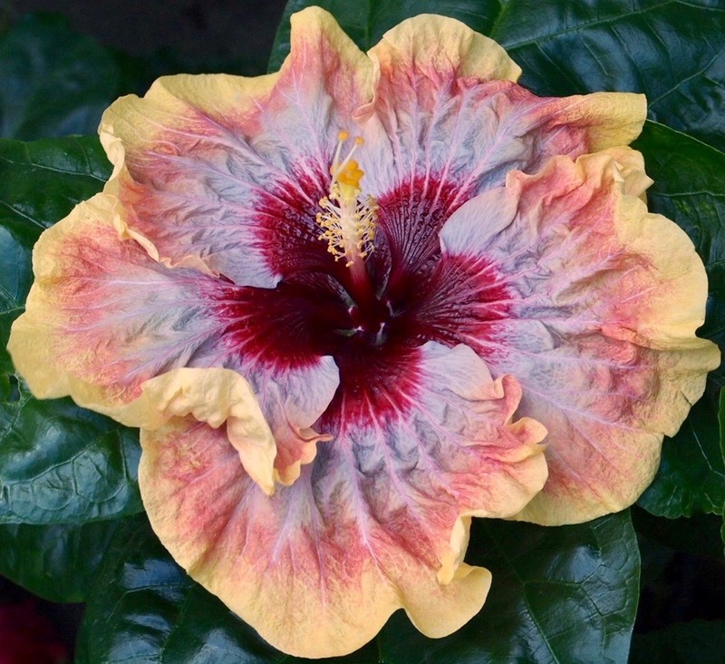 WOW FACTOR Tropical Hibiscus -- Plant in 4.5" pot
