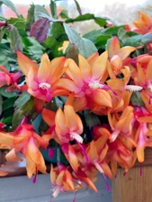 Orange Christmas Cactus Plant - 5-6" Tall - 2 Plant in 3" pot - Holiday Cactus