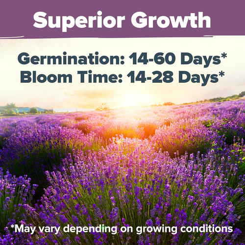 Premium English Lavender Seeds, 1500 Non-Gmo Herb Seeds, Usa-Sourced Wildflower - Picture 5 of 12