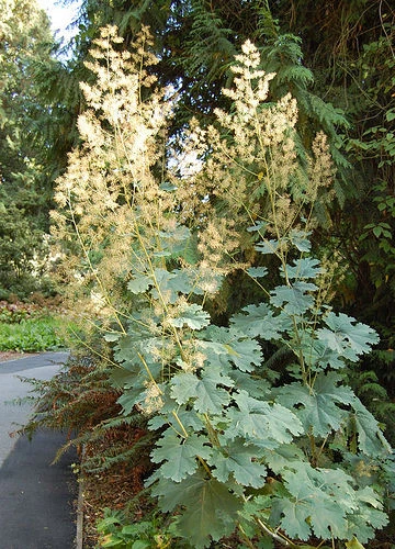 RARE 6 graines PAVOT A PANICULE(Macleaya Cordata)G616 PLUME POPPY SEEDS SEMILLAS