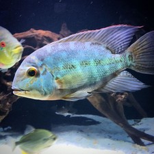 True Parrot Cichlid 3  4  Live Fish   Rare Natural South American Cichlid