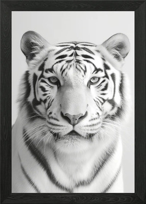 Exotic White Tiger Big Cat Framed Wall Art Poster Canvas Print Picture