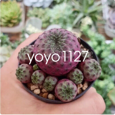 planter cactus Spiney Forest Planter main image 0