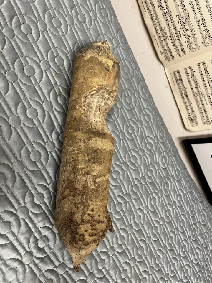 Outdoor Decore Log Chewed On By Beaver Taxidermy Habitat Base - Image 2 of 4