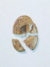 Guérir un pendentif en pierre précieuse en agate de bois, gracieusement...