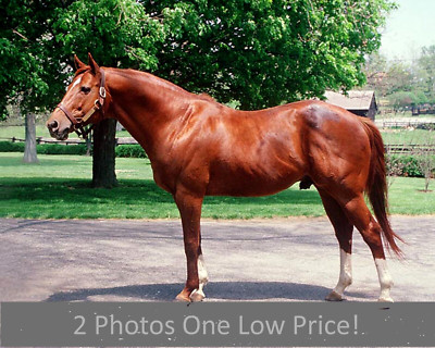 SECRETARIAT 8 X 10 Photos COLOR Horse Racing TRIPLE CROWN WINNER ~ Lot of (2)