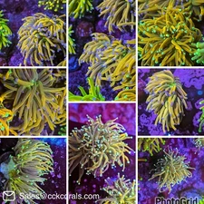 Mixed 3 Pack Torch Euphyllia Lot Multicolor Live Coral Holy Grail LPS SPS Frag