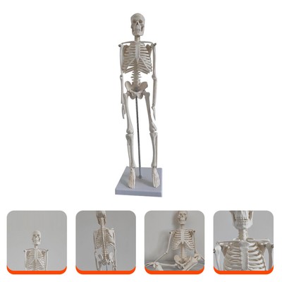  Human Skeleton Model Anatomical Medical Menschliches Skelettmodell Lehrmittel