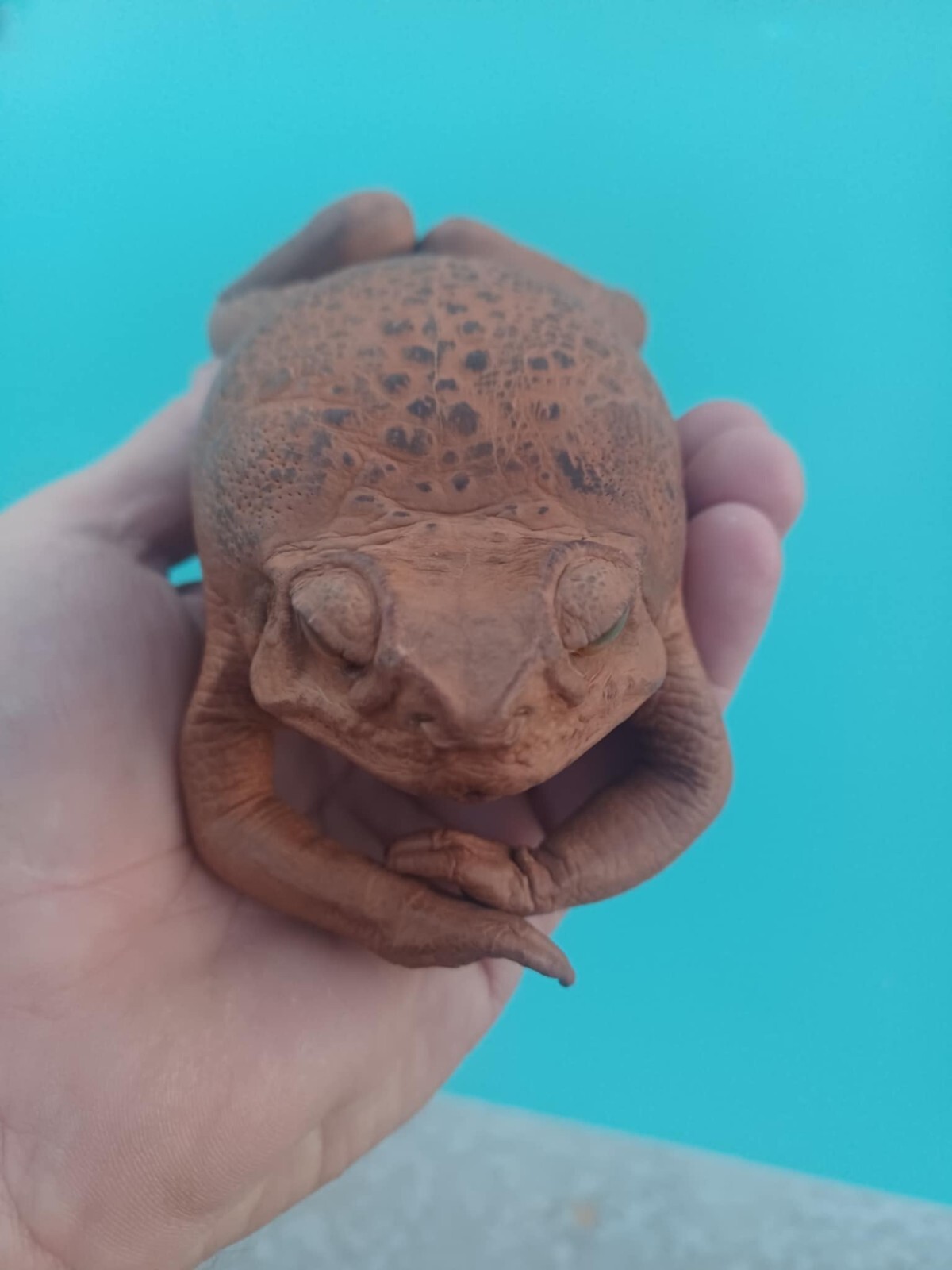 Handmade Sugar Cane Toad, Stuffed - Real Toad Leather