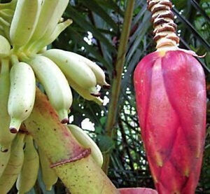 MUSA GRACILIS 5  Banana Seeds