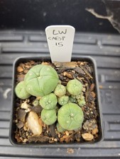 Rare, Old, Seed Grown, Cactus Cluster  2.5 Inch Diameter,