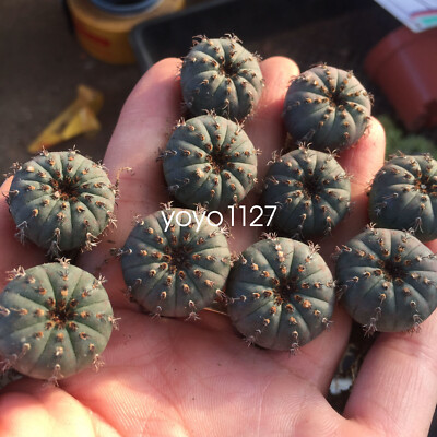 6PCS Frailea Castanea v. Nitens Cactaceae Succulent Cactus Plant Beautiful 2CM
