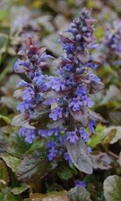 (25) Live Bugleweed Ajuga Reptans Bare Root Plants Fast Growing Ground Cover