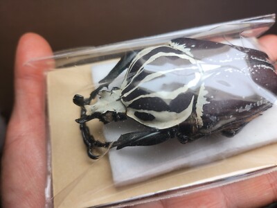 標本 Cameroon Goliathus goliathus 79mm 1 A-1 Goliathus goliathus