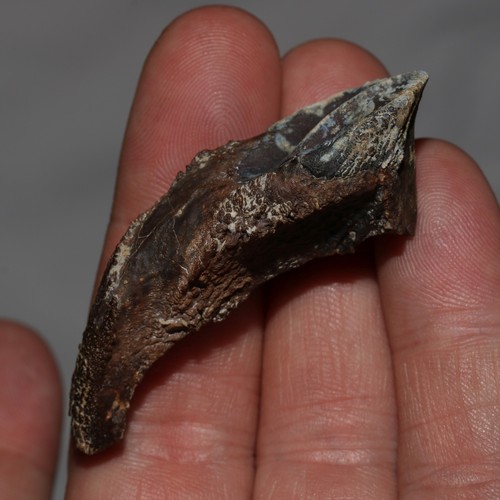 TOROSAURUS / Triceratops Tooth - Gorgeous from Hell Creek Formation - Cretaceous - Picture 5 of 12